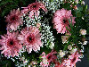 pink-flowers-1152.jpg