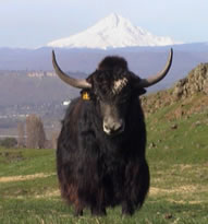 yak%205.jpg