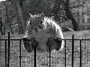 N_squirrel5.jpg
